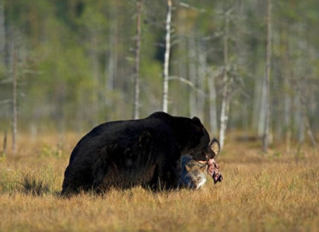 Стая волков напала на медведя