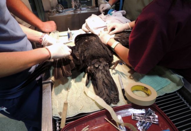 Операция по пересадке перьев ворону