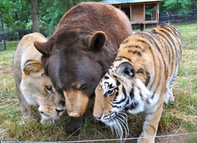 Трогательная дружба между животными