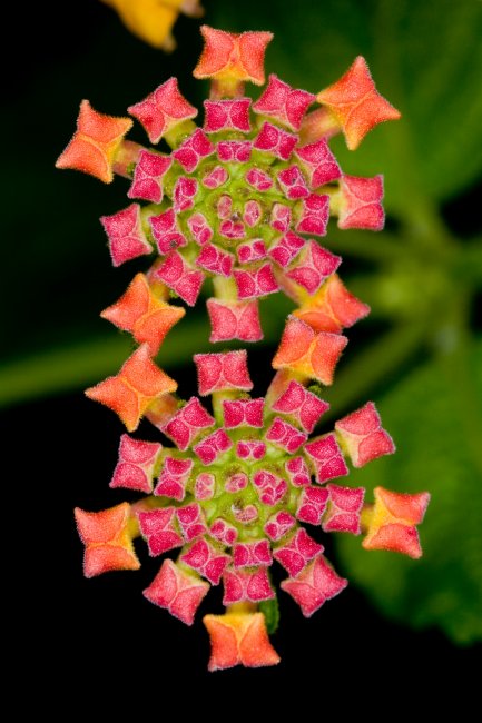 Растения с идеальной симметрией