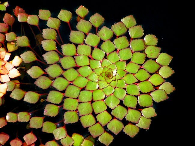 Растения с идеальной симметрией