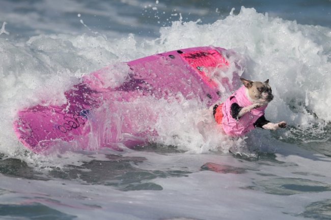 Соревнования по серфингу среди собак