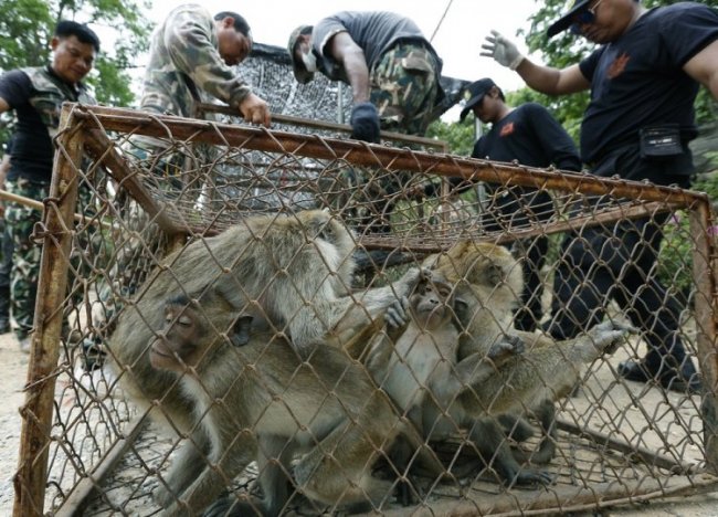 В Таиланде взялись за контроль рождаемости обезьян