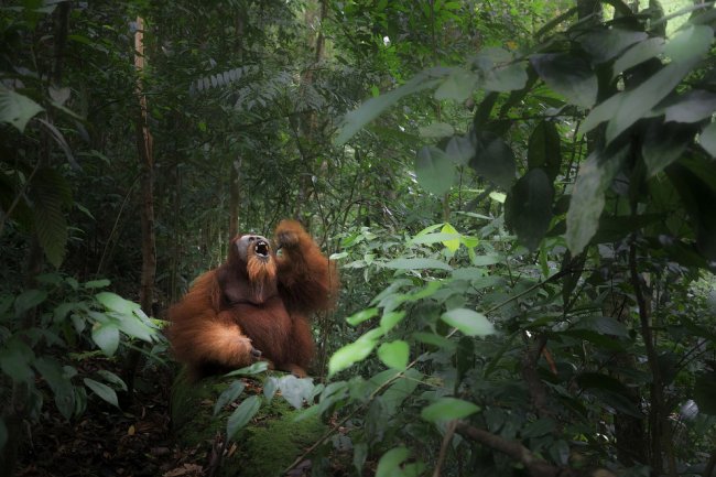 Конкурс Sony World Photography Awards 2018. Часть 2