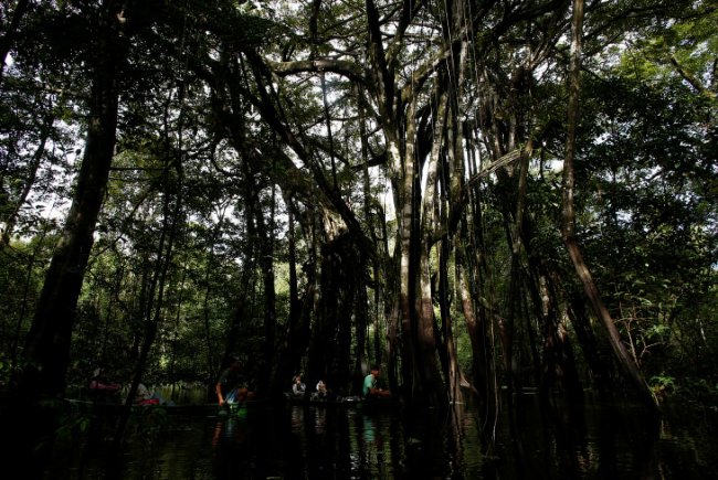 Ягуары, спасаясь от наводнений, переселились на деревья